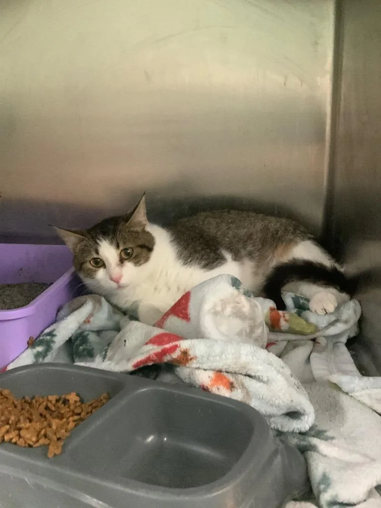 A young medium-sized female Domestic Short Hair cat named Linnie for adoption in Waverly, TN