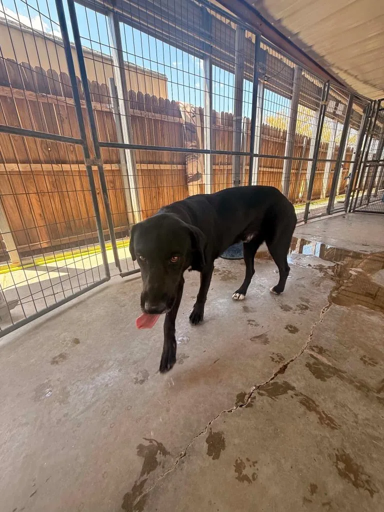 A young large-sized male Labrador Retriever dog named Cash for adoption in Big Spring, TX