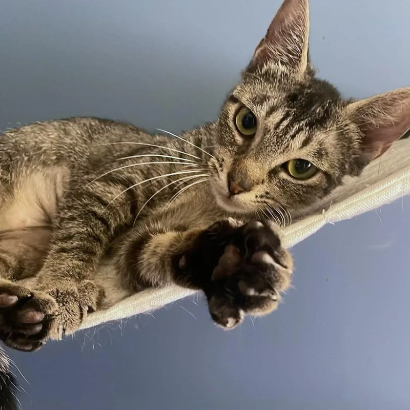A young medium-sized female Gray / Blue / Silver Domestic Short Hair cat named Skyblu for adoption in Fredericksburg, VA