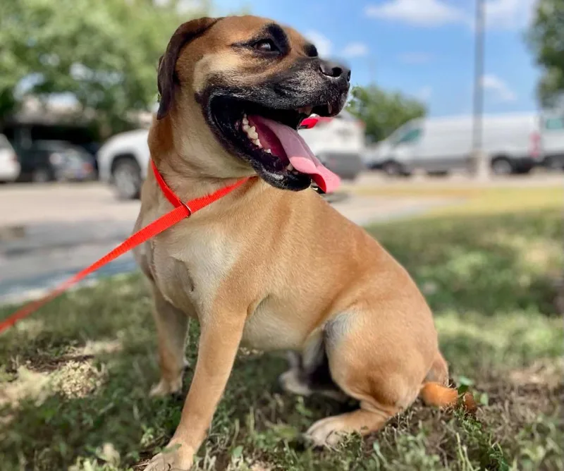 An adult medium-sized male Terrier dog named Nico for adoption in New Braunfels, TX