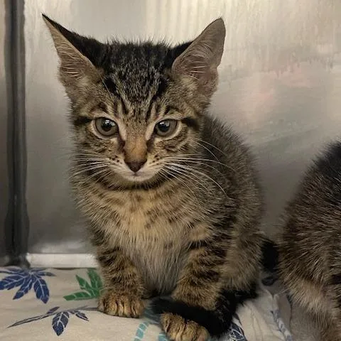 A baby small-sized female Brown / Chocolate Domestic Short Hair cat named Danielle for adoption in Lake Panasoffkee, FL