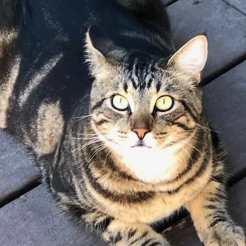 Honeybun And Oso thumbnail 3