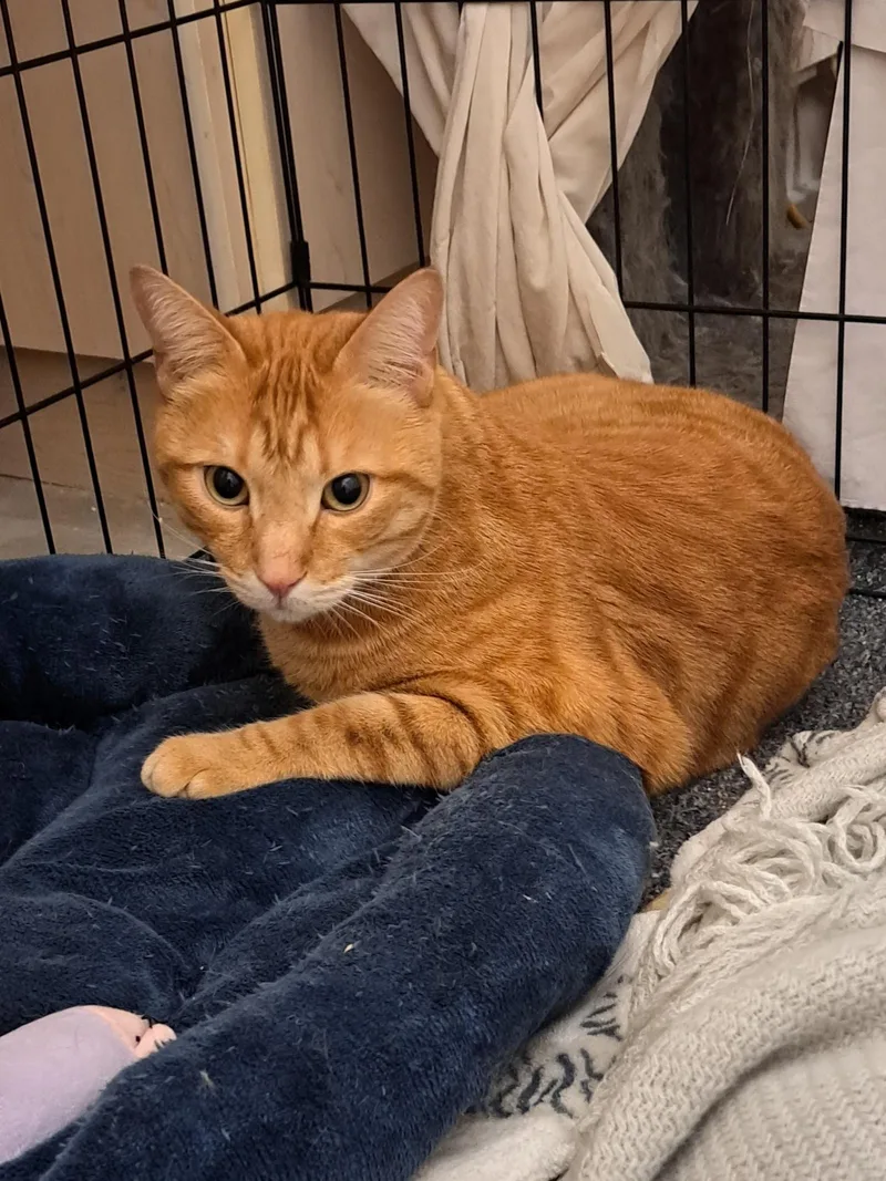 Honeybun And Oso thumbnail 4