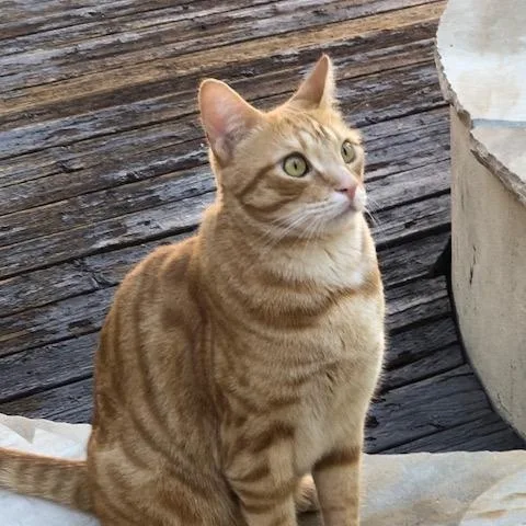 Honeybun And Oso thumbnail 5