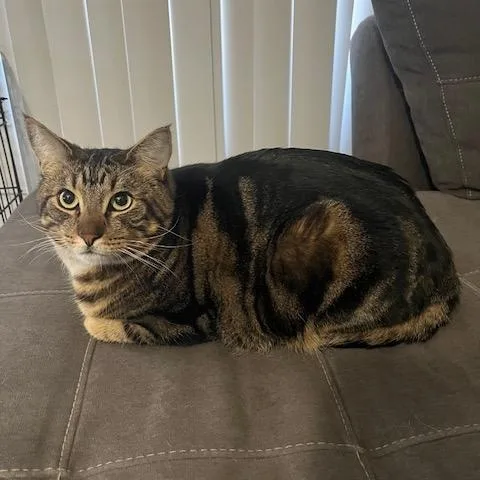 Honeybun And Oso thumbnail 6