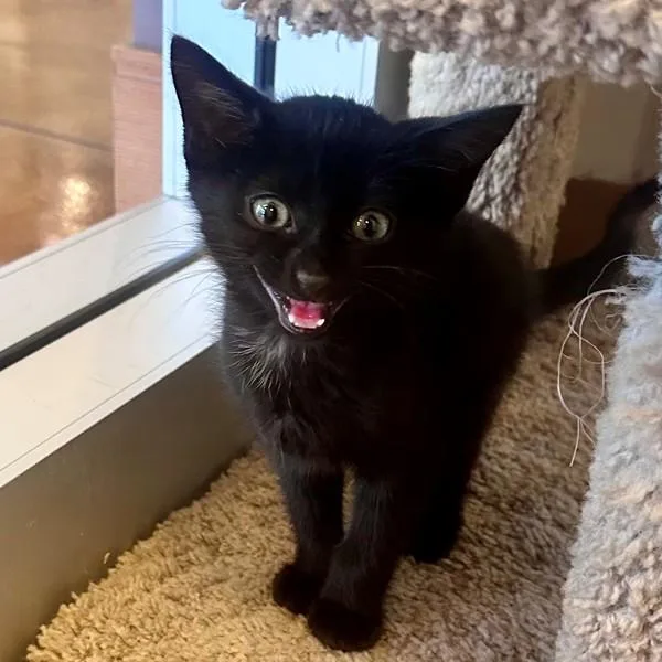 A baby small-sized female Domestic Short Hair cat named Bow Wow for adoption in Walnut Creek, CA