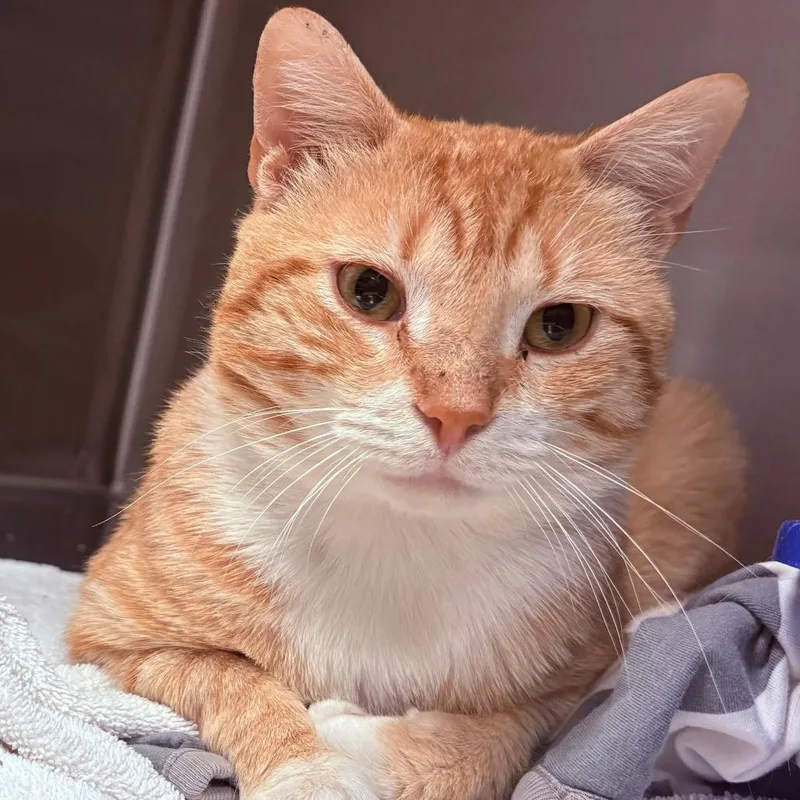 An adult medium-sized male Orange / Red Domestic Short Hair cat named Home Fries for adoption in East Hanover, NJ