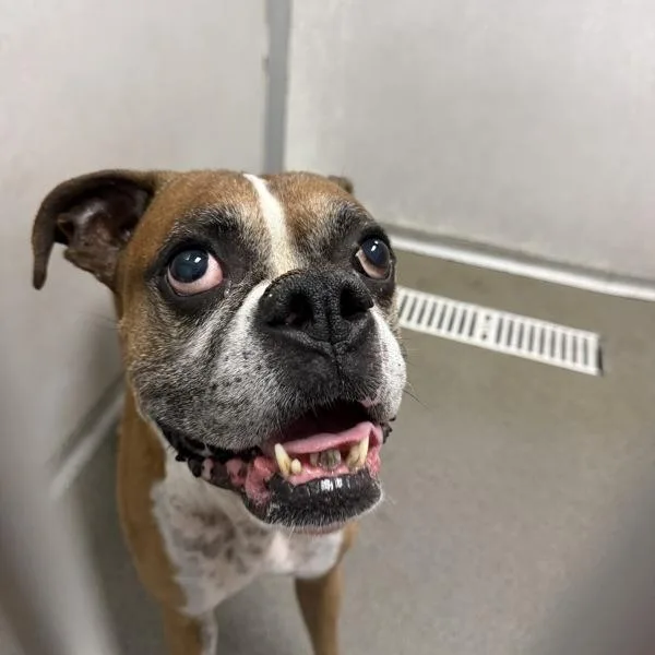 An adult medium-sized male Boxer dog named Bentley for adoption in Des Moines, IA