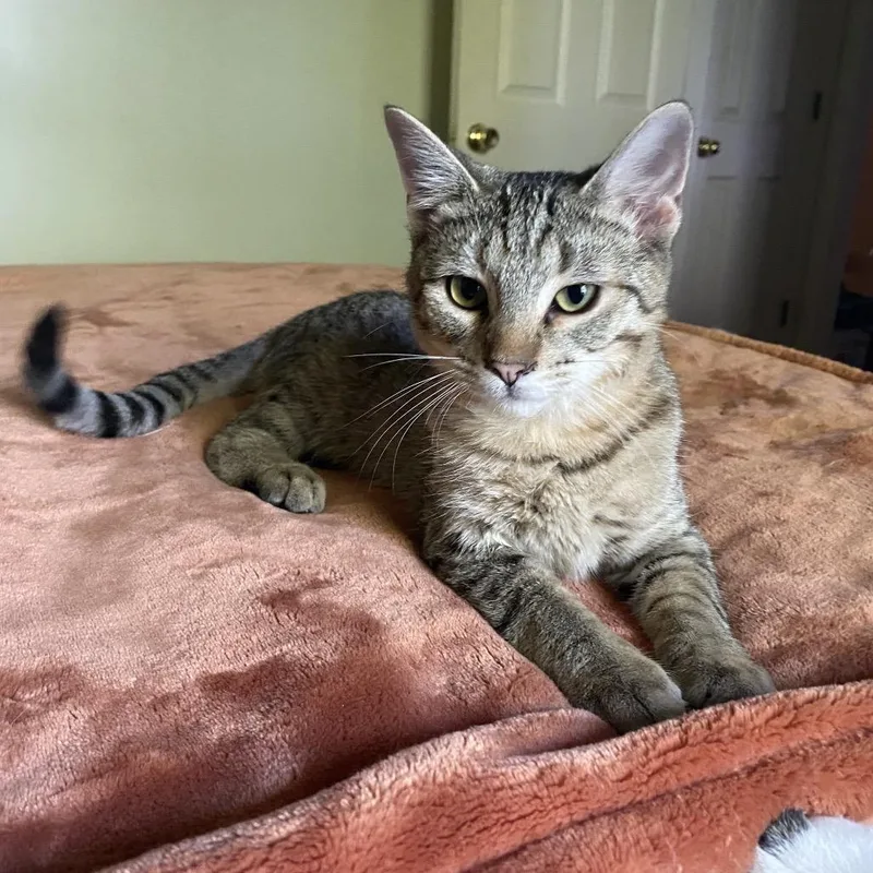 A baby medium-sized male Gray / Blue / Silver Domestic Short Hair cat named Stan for adoption in Union, MO