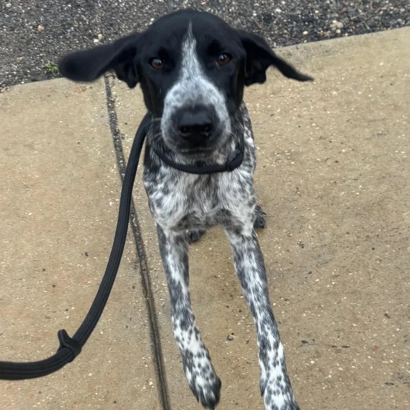 A young medium-sized male Black German Shorthaired Pointer dog named Hank for adoption in Lucedale, MS