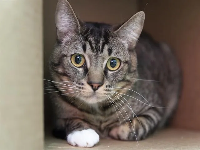 A young small-sized male Domestic Short Hair cat named Bart for adoption in Phoenix, AZ