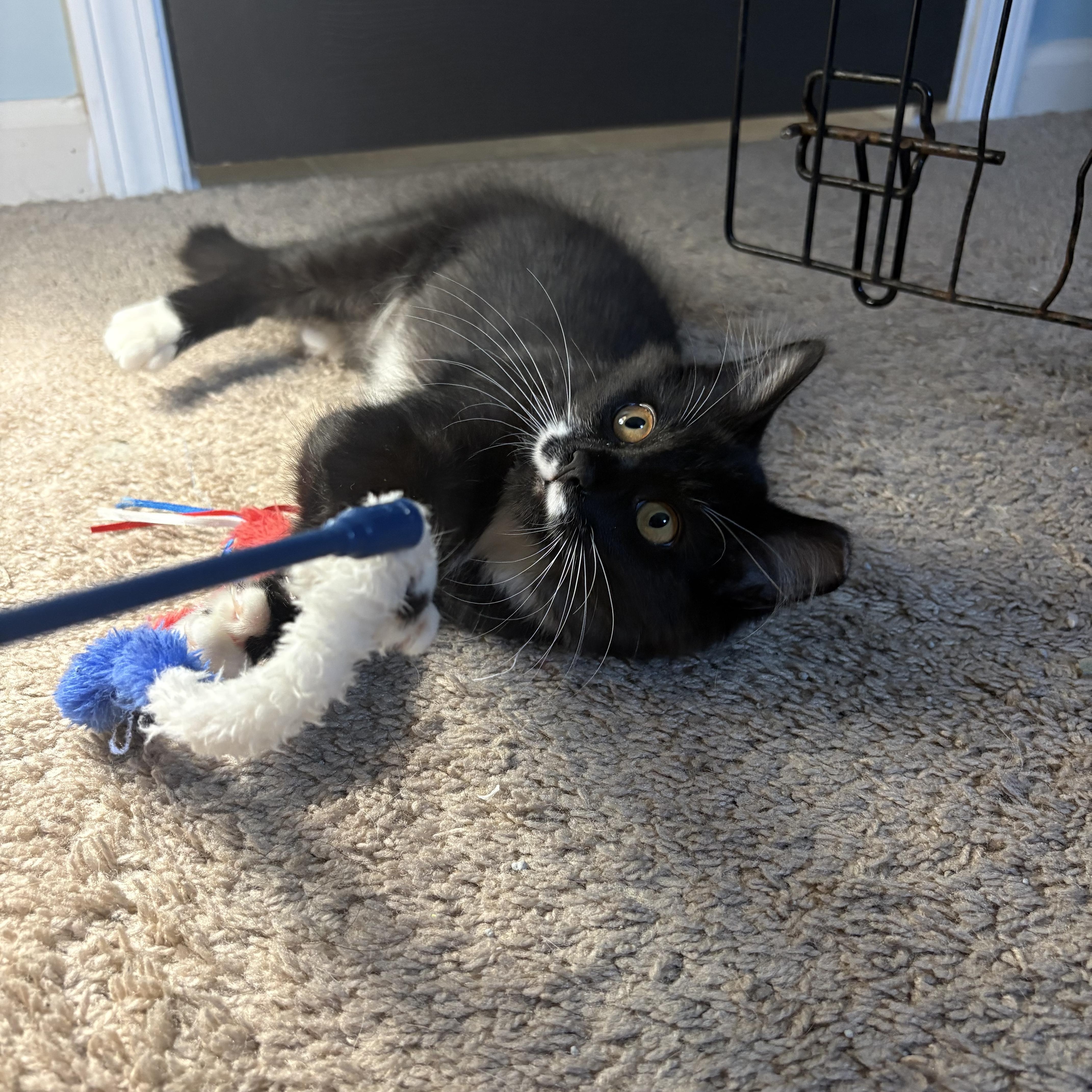 A young medium-sized female Black & White / Tuxedo Domestic Medium Hair cat named Perky for adoption in Cleveland, OH