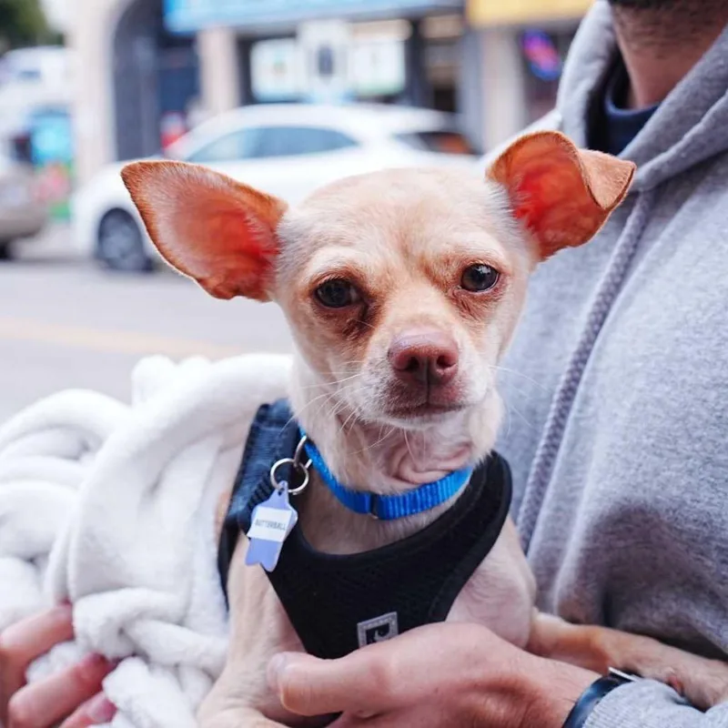An adult small-sized male Yellow / Tan / Blond / Fawn Chihuahua dog named Butterball for adoption in San Francisco, CA