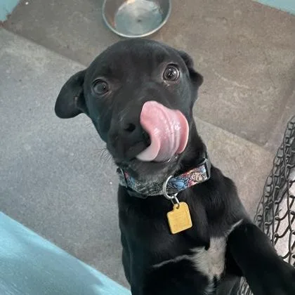 A young medium-sized male Black Pit Bull Terrier dog named Thatcher for adoption in Flagstaff, AZ