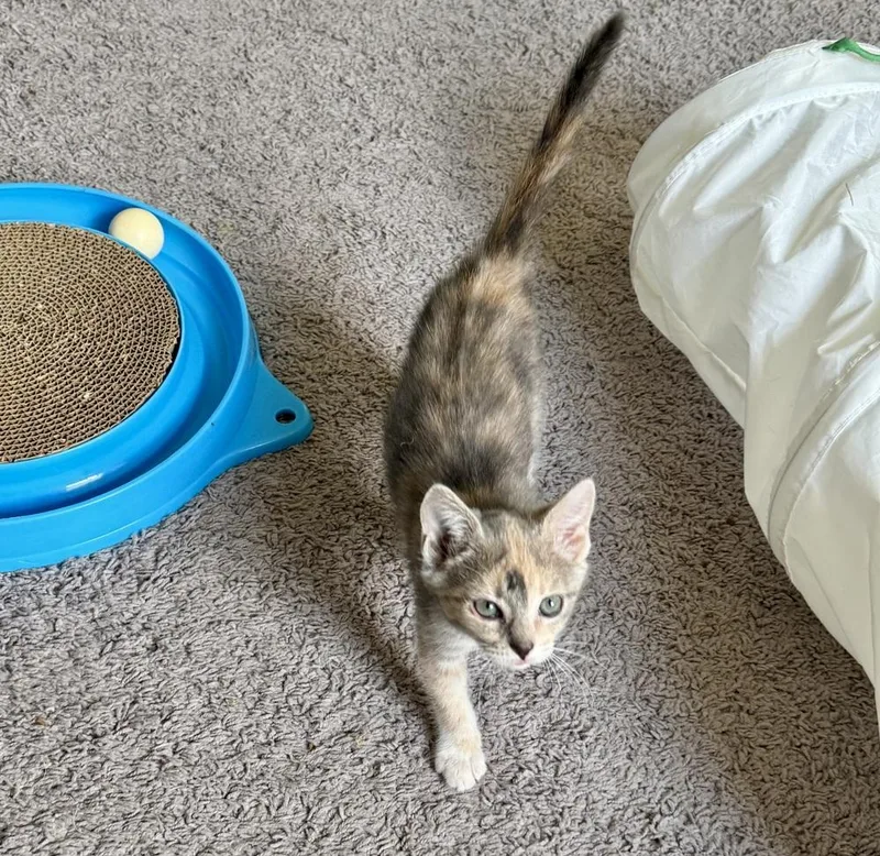 A baby medium-sized female Domestic Short Hair cat named Daisy for adoption in Lafayette, CO