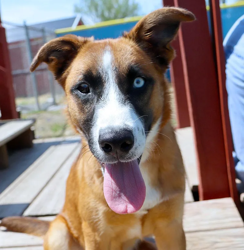 A young medium-sized male Tricolor (Brown, Black, & White) Golden Retriever dog named Rodney for adoption in Kansas City, KS