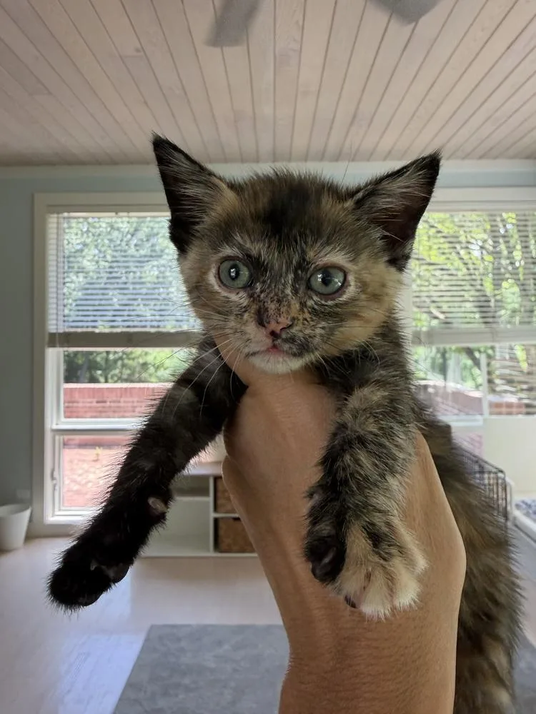 A baby small-sized female Domestic Short Hair cat named April for adoption in Chicago, IL