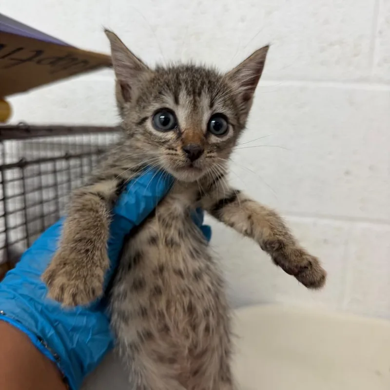 A baby small-sized female Domestic Short Hair cat named Garlic for adoption in Edinburg, TX