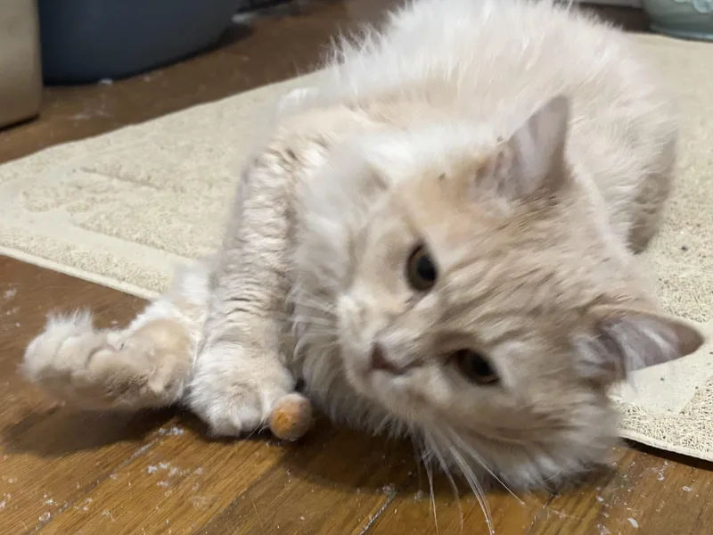 A young medium-sized male Buff / Tan / Fawn Persian cat named Epic for adoption in Fairfax, VA