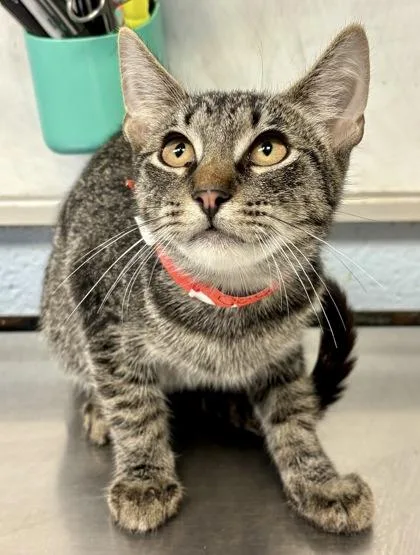 A young small-sized male Tabby (Brown / Chocolate) Domestic Short Hair cat named Caleb for adoption in Lafayette, IN