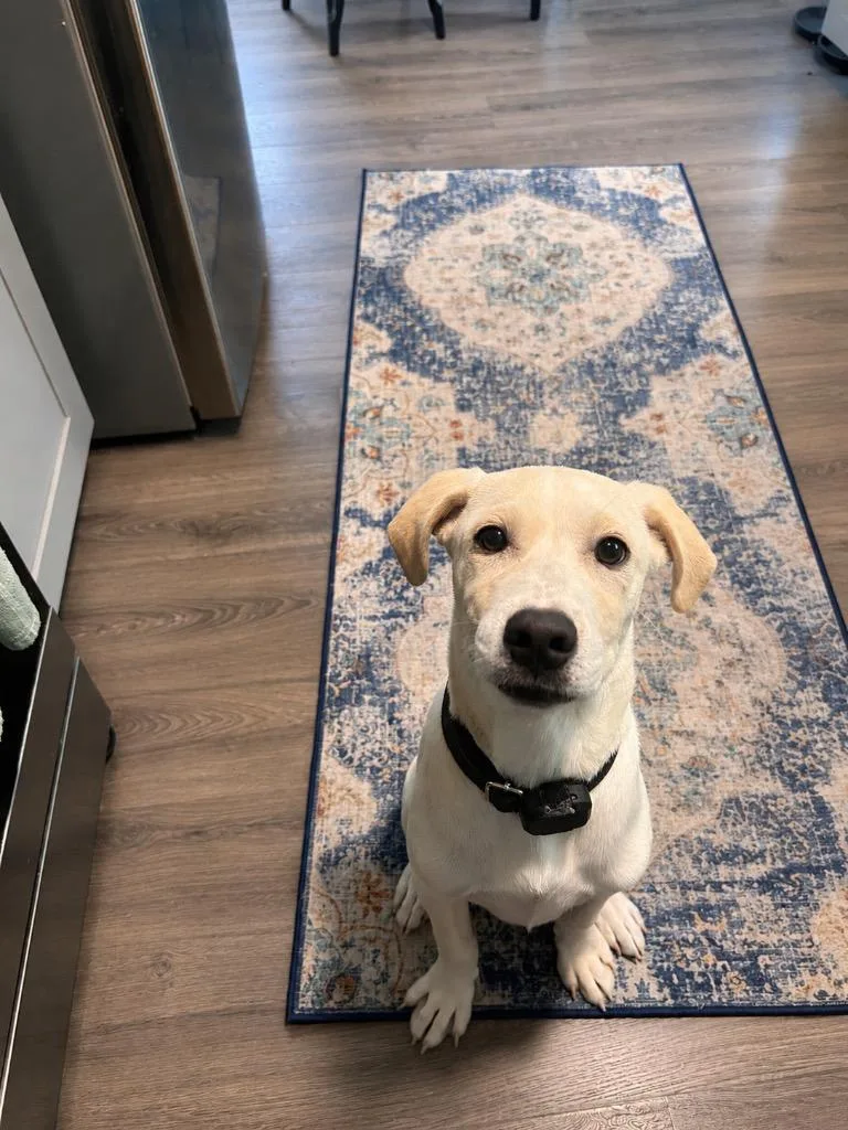 A baby medium-sized male Retriever dog named Jimminy Lummox for adoption in Fort Lupton, CO