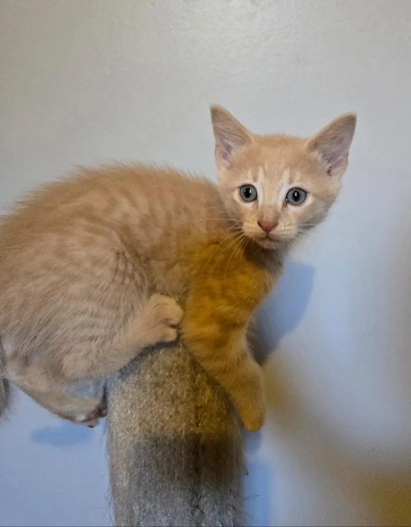 A baby medium-sized male Tabby (Orange / Red) Domestic Short Hair cat named Mimosa for adoption in Lincoln, NE