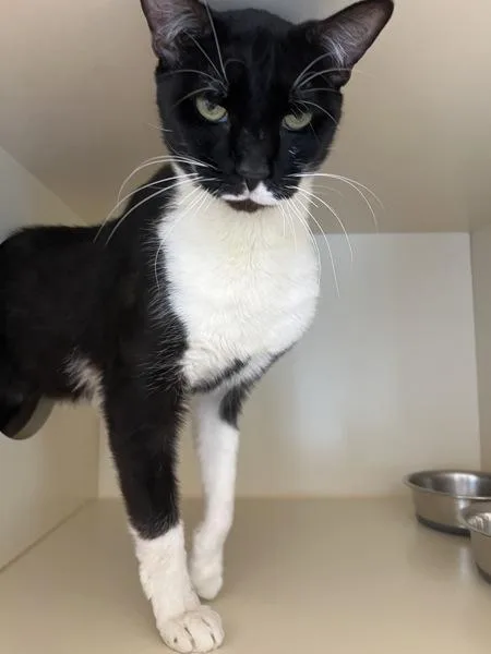 An adult medium-sized female Domestic Short Hair cat named Rosie Roo for adoption in Silverdale, WA