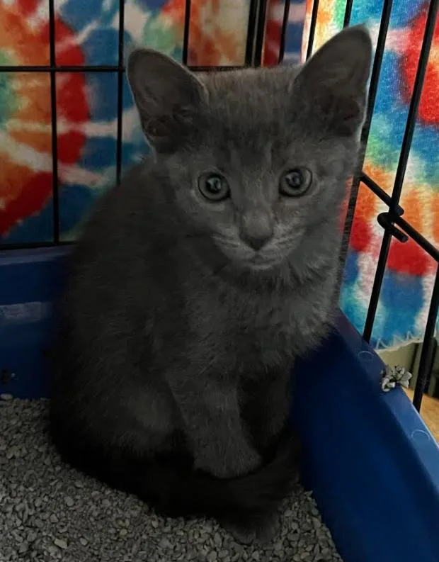 A baby medium-sized female Gray / Blue / Silver Domestic Short Hair cat named Princess Peppermint for adoption in Findlay, OH