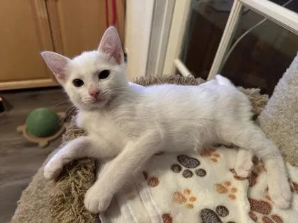 A baby medium-sized male Domestic Short Hair cat named Perry for adoption in Pleasanton, CA