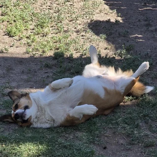 Bruno