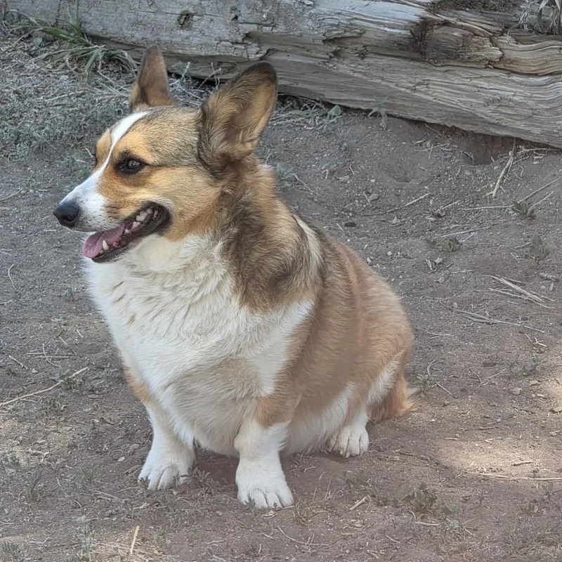 Bruno thumbnail 2