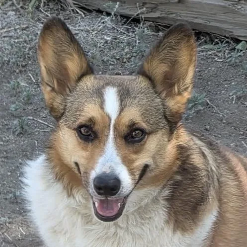 Bruno thumbnail 3