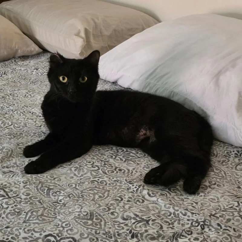 A young medium-sized female Black Domestic Medium Hair cat named Zury for adoption in Boston, MA