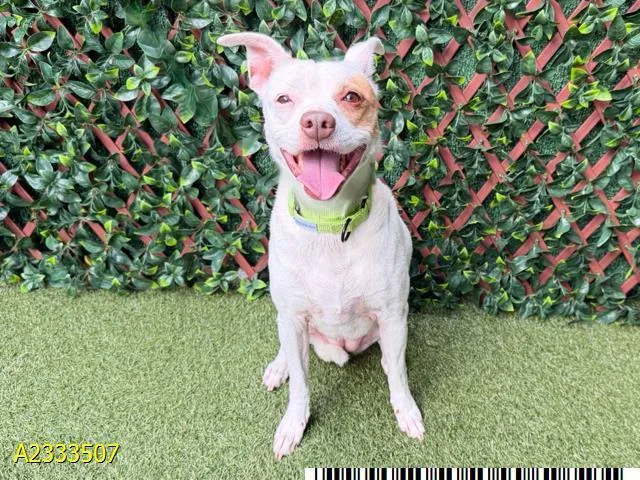 An adult medium-sized female Mixed Breed dog named Buttercup for adoption in West Palm Beach, FL