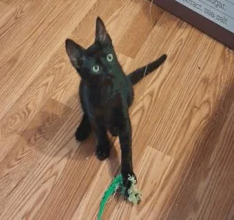 A baby small-sized male Domestic Short Hair cat named Twix for adoption in Largo, FL