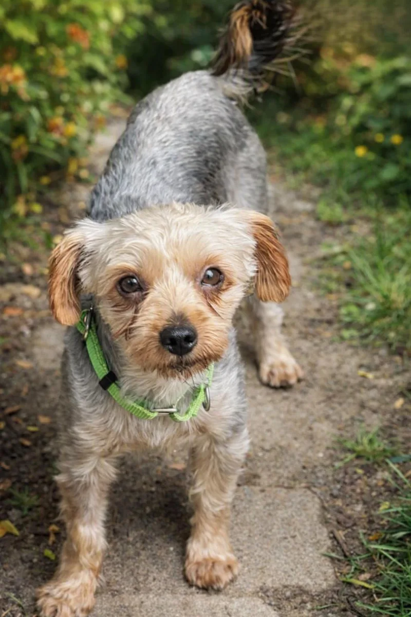 An adult small-sized male Yorkshire Terrier dog named Max for adoption in Buffalo, NY