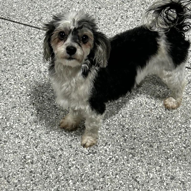 An adult small-sized female Tricolor (Brown, Black, & White) Havanese dog named Ellie. . lbs for adoption in Antwerp, OH