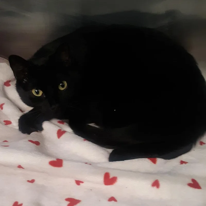 A young small-sized male Black Domestic Short Hair cat named Kylo for adoption in Spokane, WA