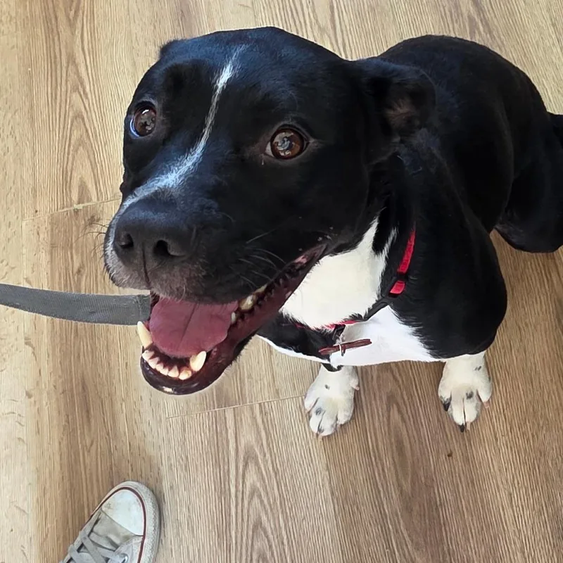 An adult medium-sized female Black Mixed Breed dog named Buggy for adoption in Chapel Hill, NC