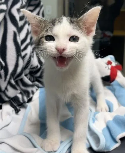 A baby small-sized male Domestic Short Hair cat named Coach for adoption in Memphis, TN