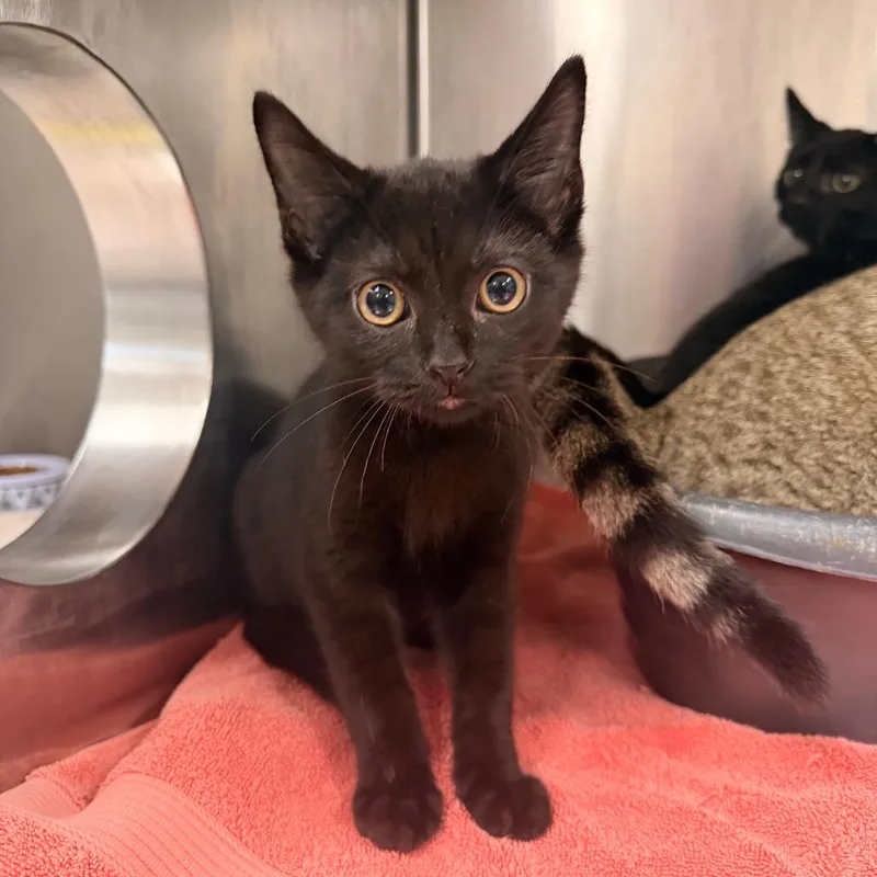 A baby small-sized male Black Domestic Short Hair cat named Sam for adoption in Indianapolis, IN