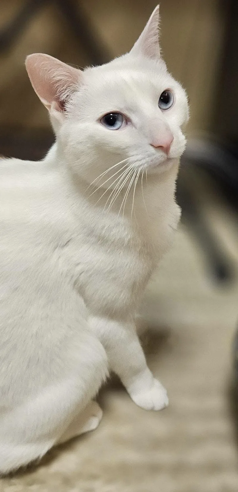 An adult medium-sized male White Domestic Short Hair cat named Aaron Purr for adoption in Stowe, PA