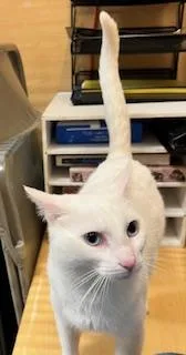 Aaron Purr thumbnail 3