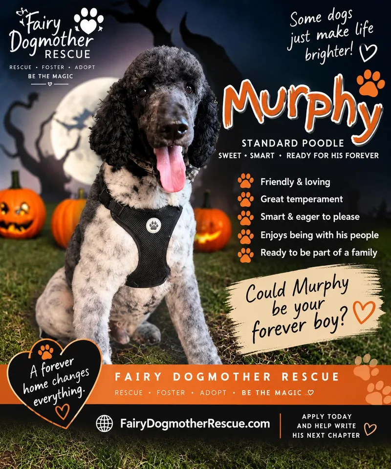 An adult medium-sized male Standard Poodle dog named Murphy for adoption in Yukon, OK