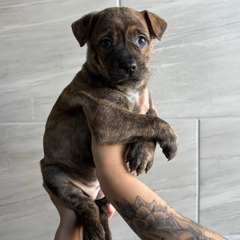 A baby medium-sized female Mixed Breed dog named Converse for adoption in Henderson, NV