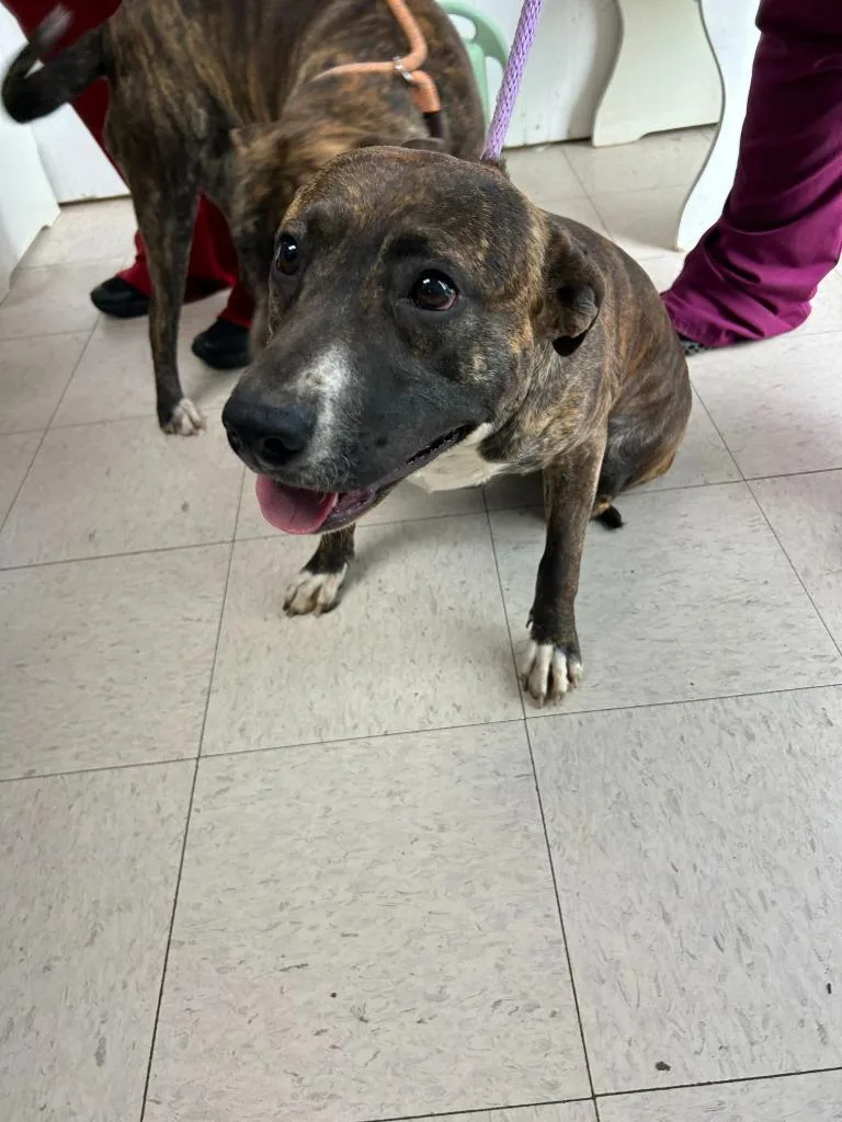 An adult large-sized female Mixed Breed dog named Phat Amy for adoption in Chickamauga , GA