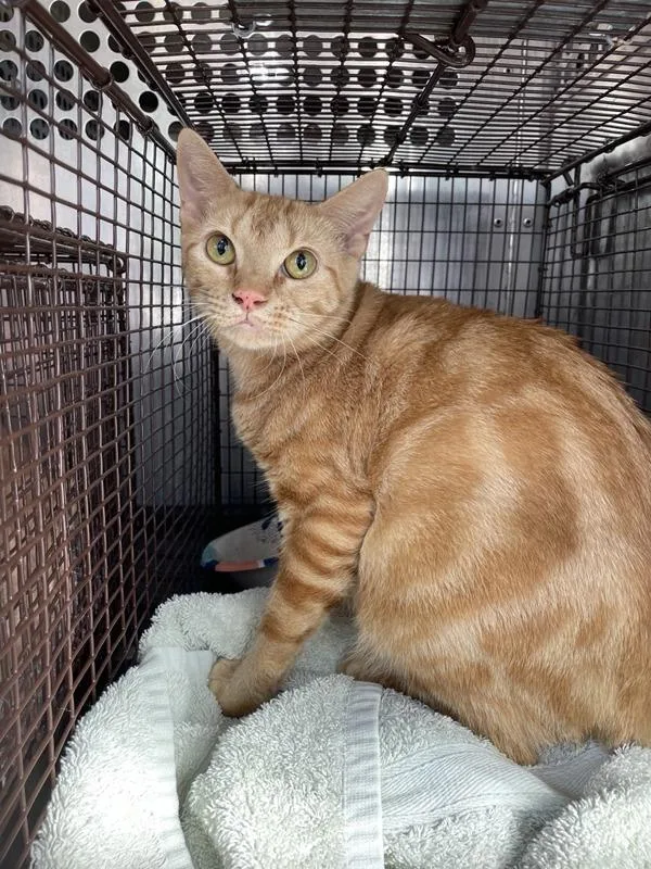 An adult small-sized female Domestic Short Hair cat named Robin for adoption in Austin, TX