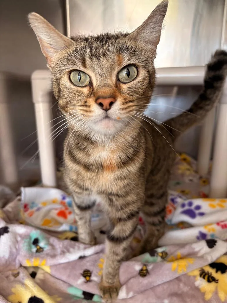 A young small-sized female Domestic Short Hair cat named Miya for adoption in Detroit, MI