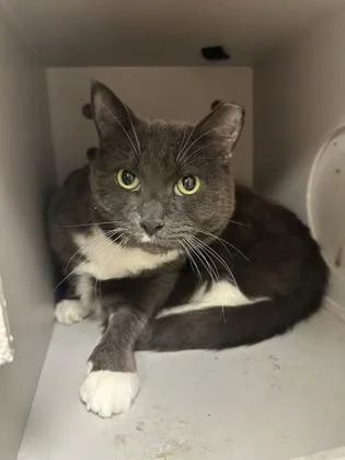 A senior large-sized female Domestic Short Hair cat named Astrid for adoption in Quakertown, PA