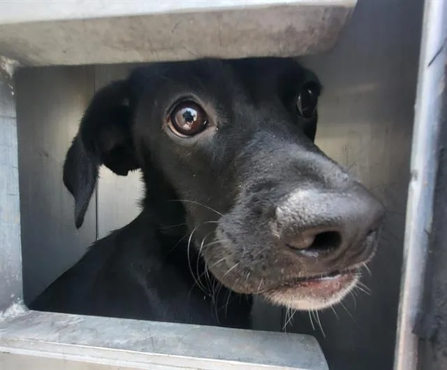 A young medium-sized female Terrier dog named Trisha for adoption in San Antonio, TX
